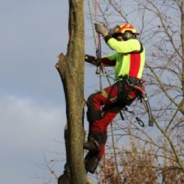 Manuel Blanck - Baumpflege Detmold Baumfällung Beispiel 12